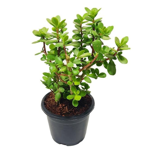 Lucky Jade Plant For Home & Garden