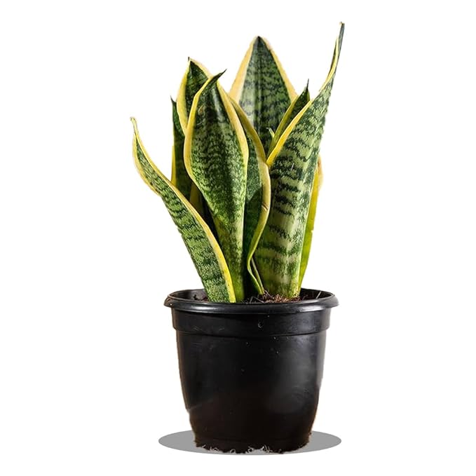 Golden Hahnii Snake Plant Pot