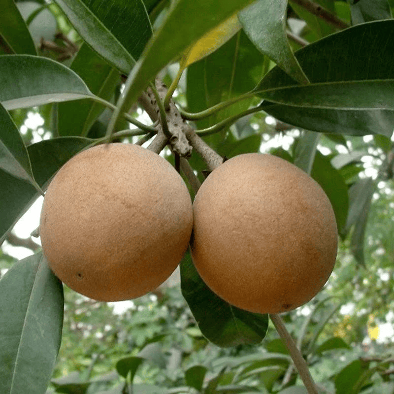All-Time Chiku (Sapodilla) Plant