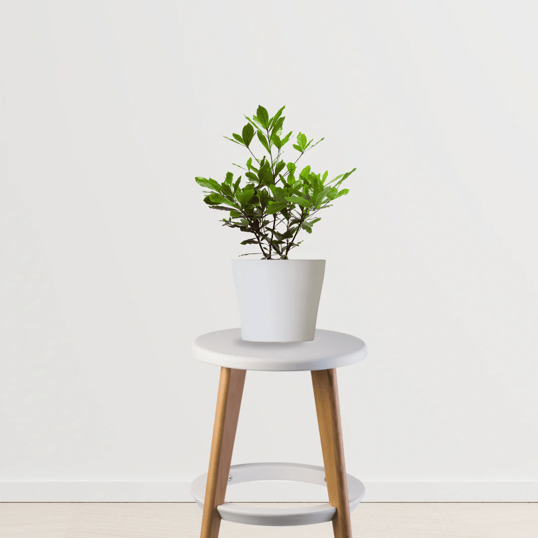 All-Time Chiku (Sapodilla) Plant