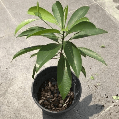All-Time Chiku (Sapodilla) Plant