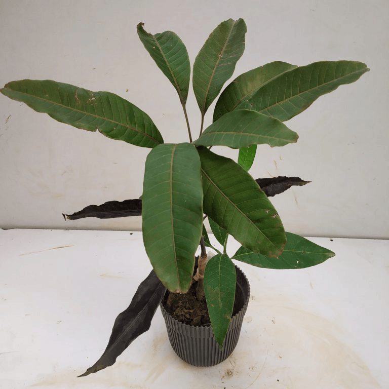 Black Stone Mango Aam Grafted Fruit Plant (1.5-3 Feet Height)