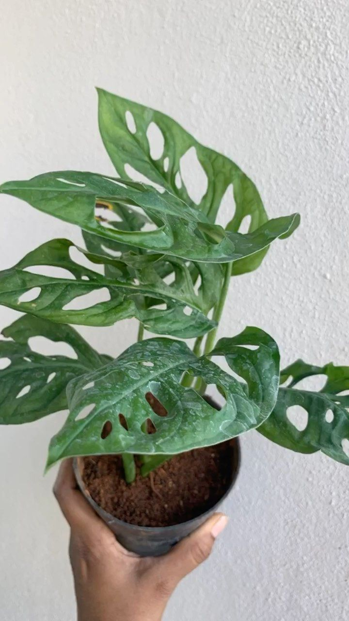 Broken Heart Plant With Self Watering Pot