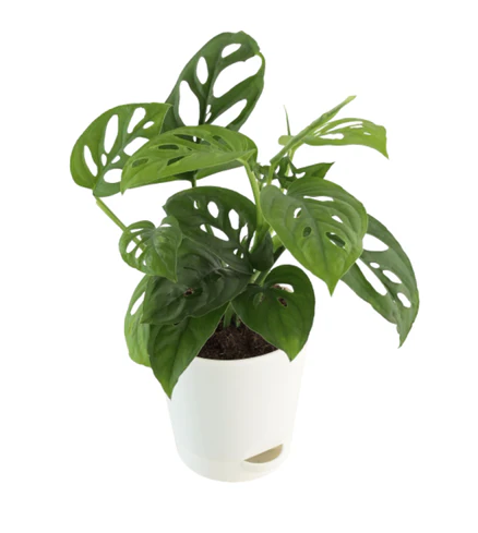 Broken Heart Plant With Self Watering Pot