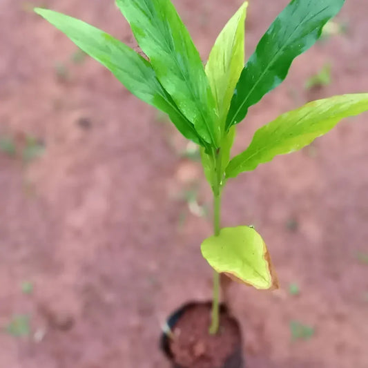 Elaichi Cardamom Spice Plant (1-2 Feet Height)