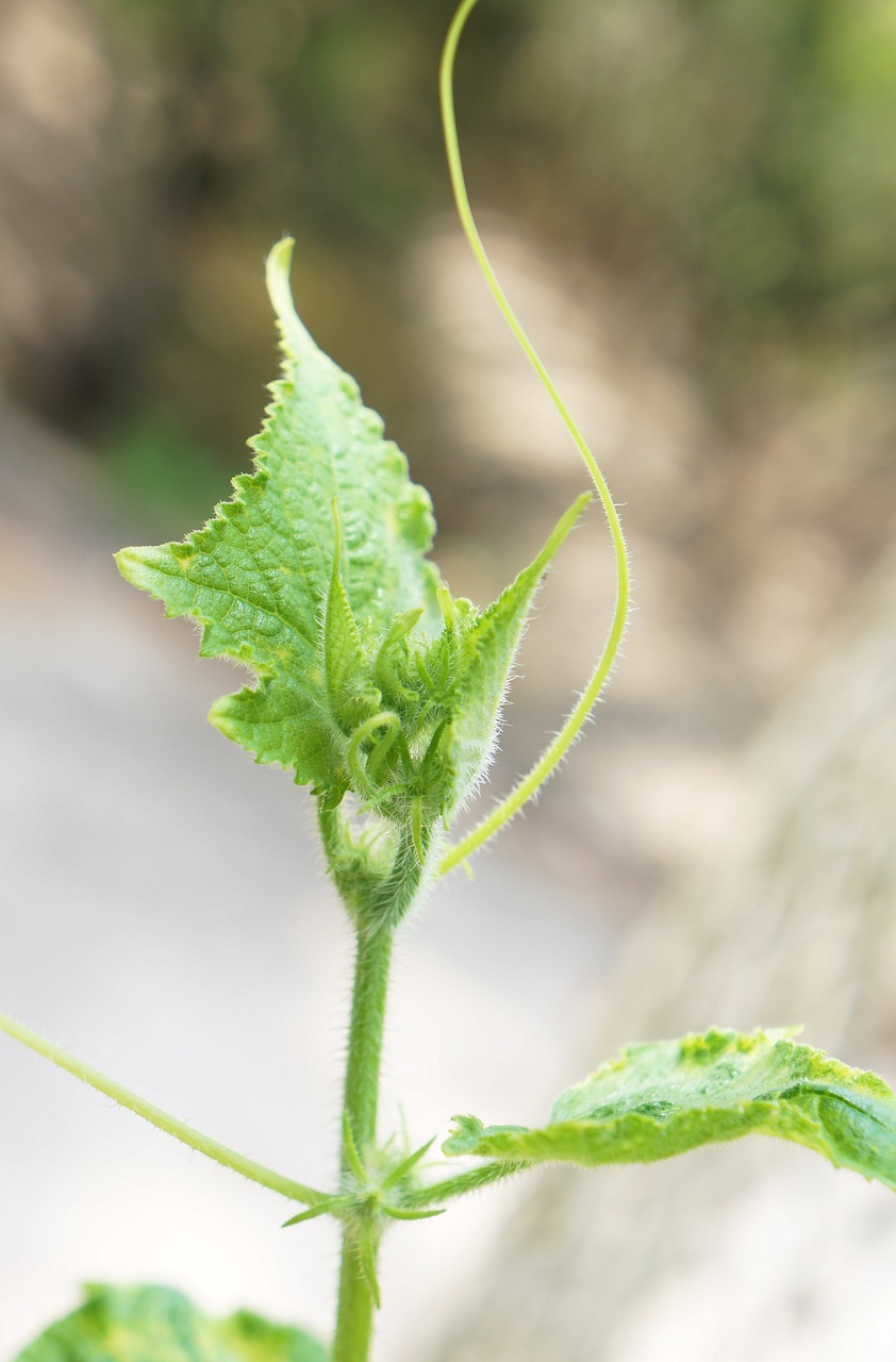 Lavanga Clove Spice Plant (1.5-3 Feet Height)