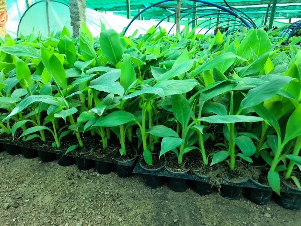 G-9 Banana Tissue Caltured Fruit Fruit Plant (1.5-2 Feet Height)