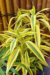 Golden Lucky Bamboo Plant With Self Watering Pot