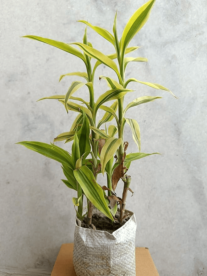 Golden Lucky Bamboo Plant With Self Watering Pot