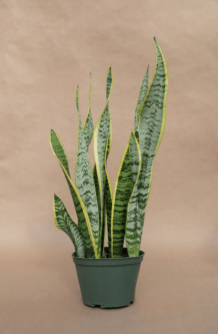 Golden Hahnii Snake Plant Pot
