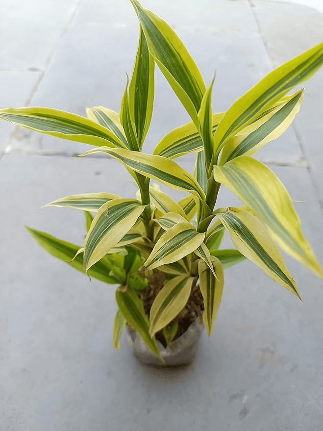 Golden Lucky Bamboo Plant With Self Watering Pot