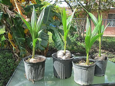 Thai Variety Hybrid Coconut Easy To Grow Plant & Tree (1.5-3.5 Ft Height) For Home Garden, Pack Of 1