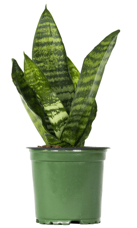 Snake Plant (Sansevieria Concinna) With Self Watering Pot