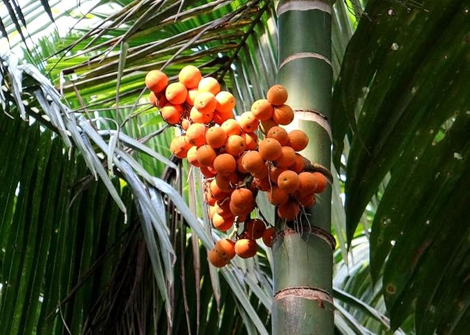 Assam Pati Arecanut Betel Nut Supari Hybrid Dwarf Fruit Plant (1.5-3 Feet Height)
