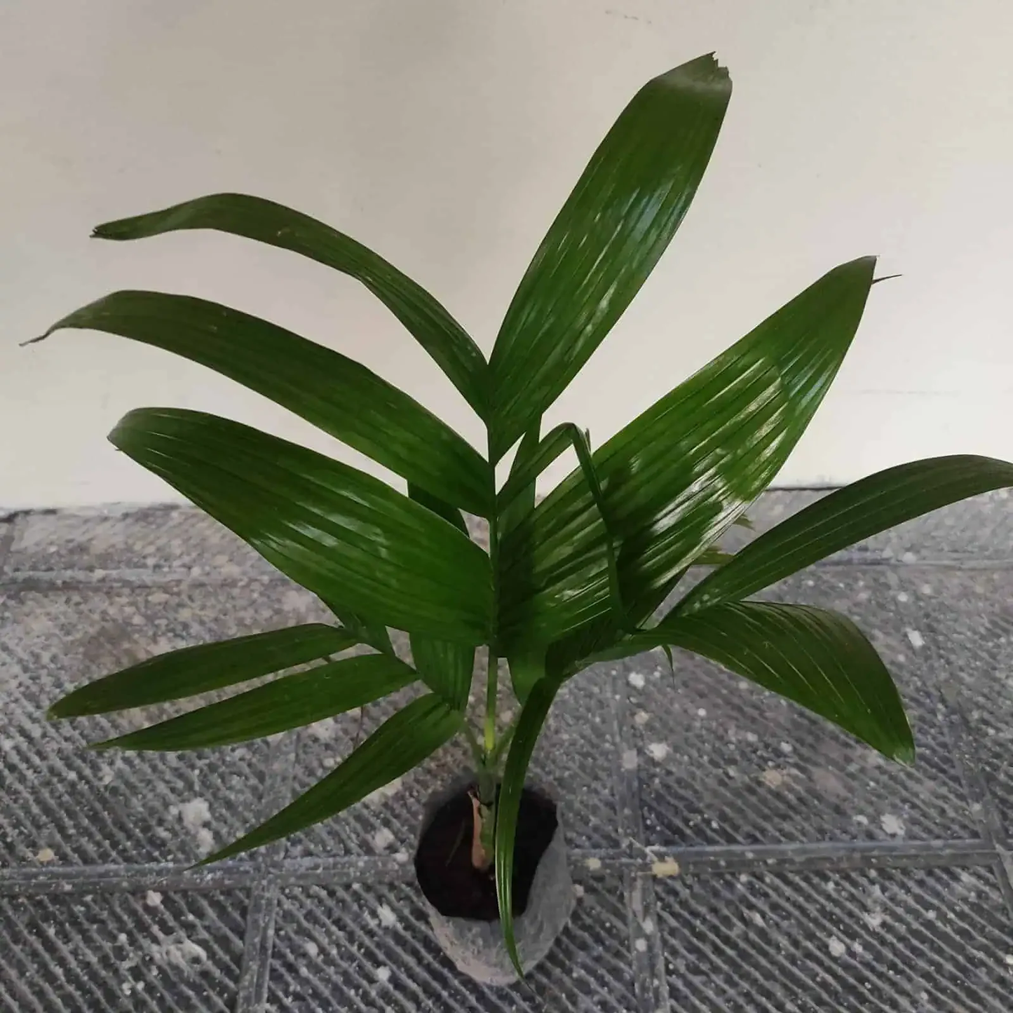 Assam Pati Arecanut Betel Nut Supari Hybrid Dwarf Fruit Plant (1.5-3 Feet Height)