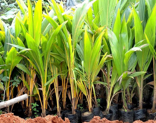 Assam Pati Arecanut Betel Nut Supari Hybrid Dwarf Fruit Plant (1.5-3 Feet Height)