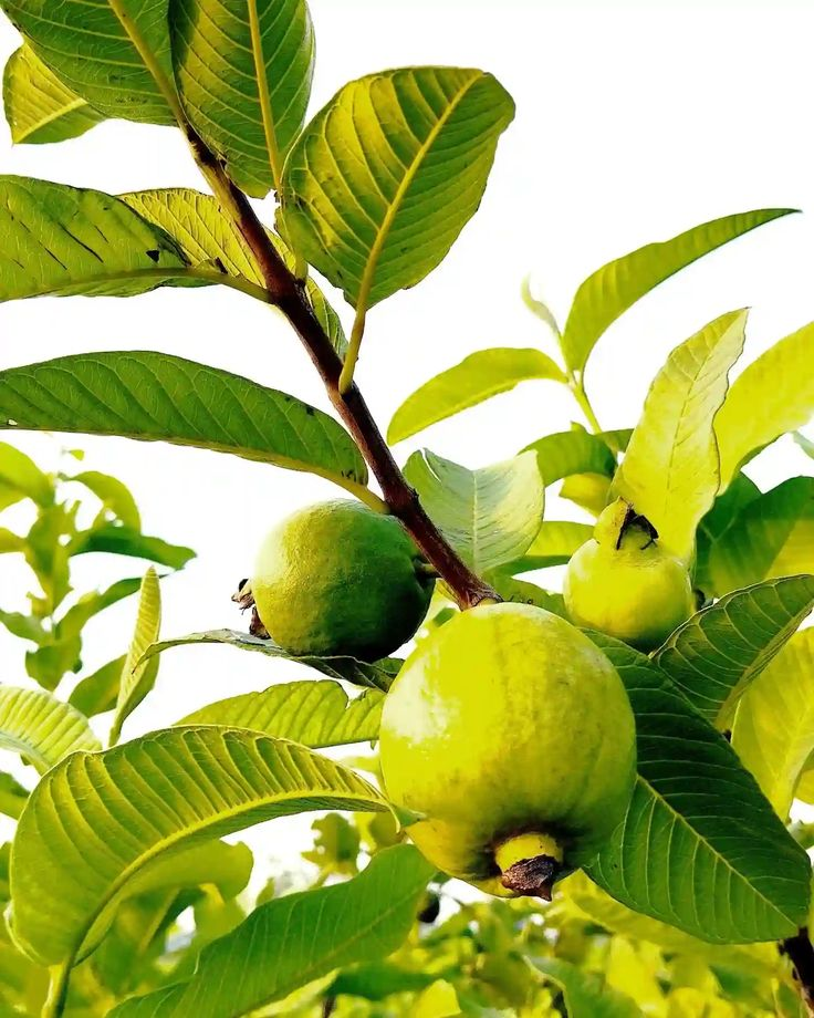 Thai 7 Guava Amrood Layering/Grafted Fruit Plant (1.5-3 Feet Height)