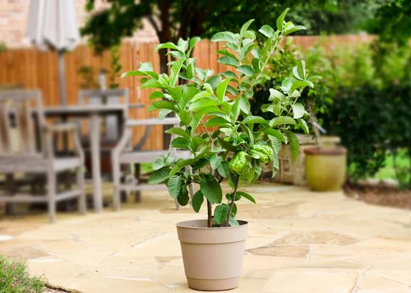 Thai 7 Guava Amrood Layering/Grafted Fruit Plant (1.5-3 Feet Height)