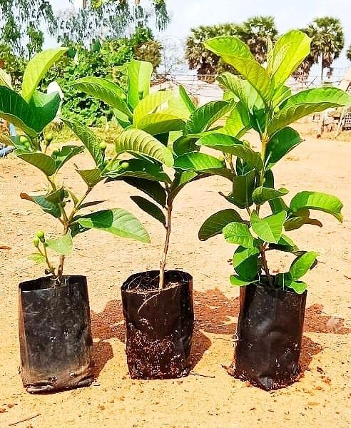 Thai 7 Guava Amrood Layering/Grafted Fruit Plant (1.5-3 Feet Height)