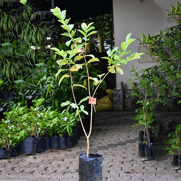 Lucknow-49 L-49 Guava Amrood Layering/Grafted Fruit Plant (1.5-3 Feet Height)