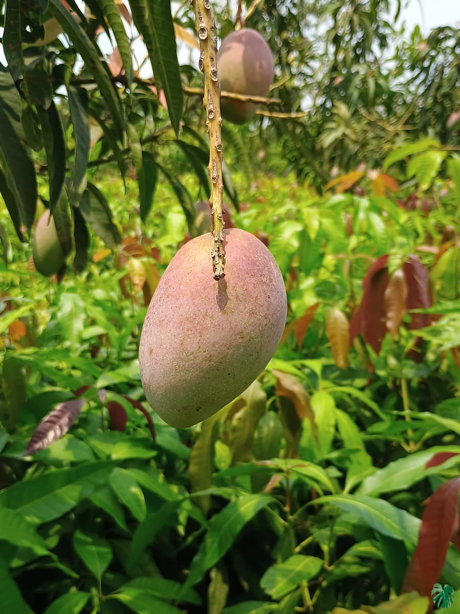 Expensive Purple Miyazaki Mango Live Fruit Plant & Tree (1.5-3.5 Ft Height) For Home Garden