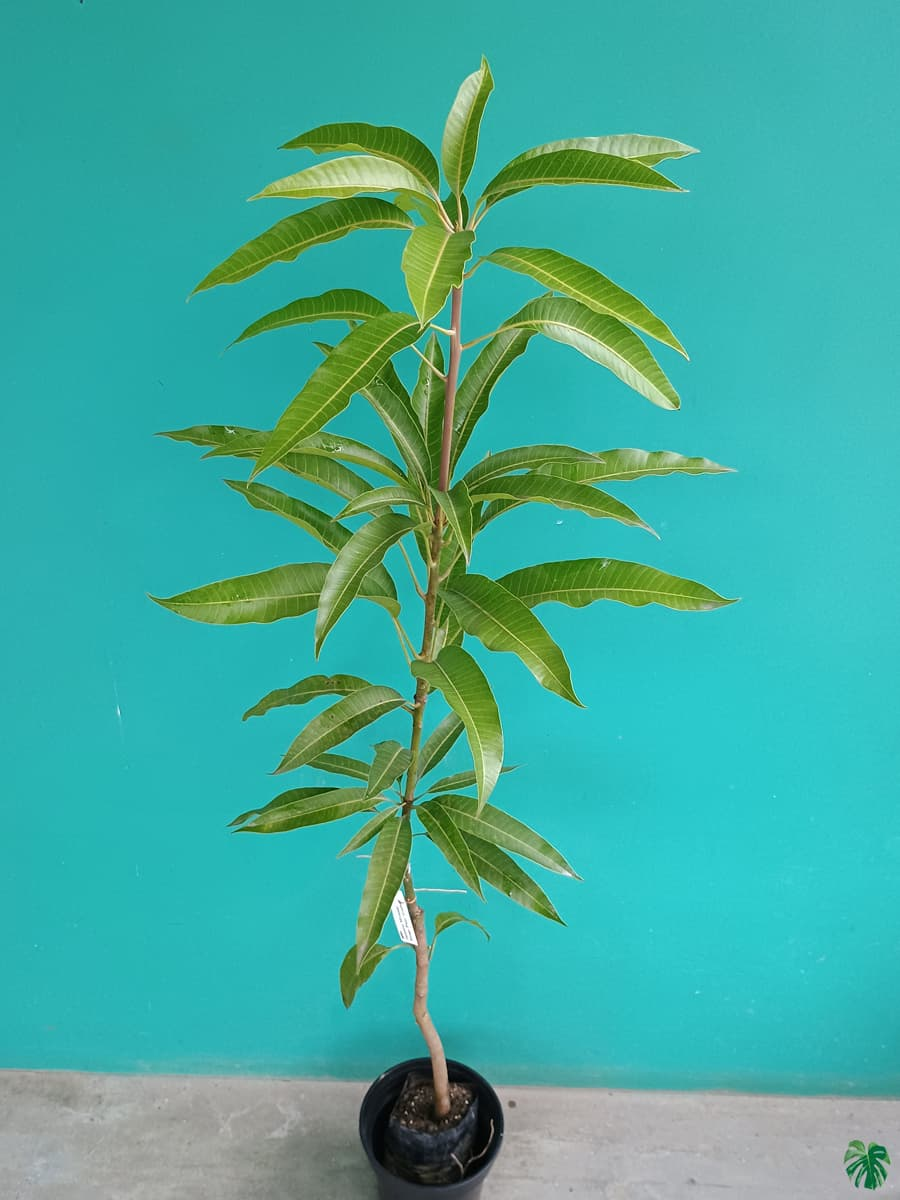 Expensive Purple Miyazaki Mango Live Fruit Plant & Tree (1.5-3.5 Ft Height) For Home Garden