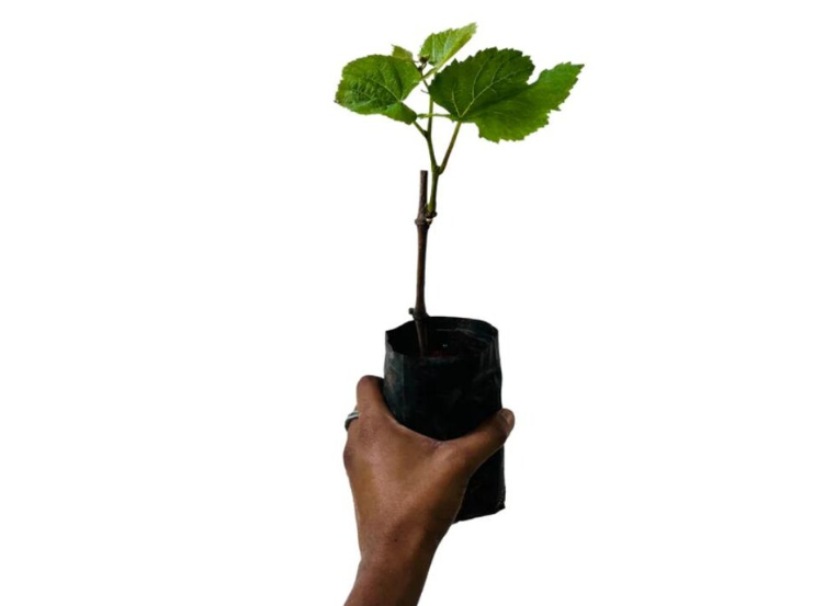 Long Black Grape Plant