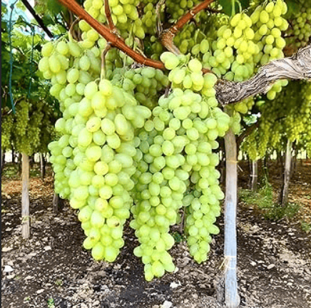 Long Grapes Angoor Layering/Grafted Fruit Plant