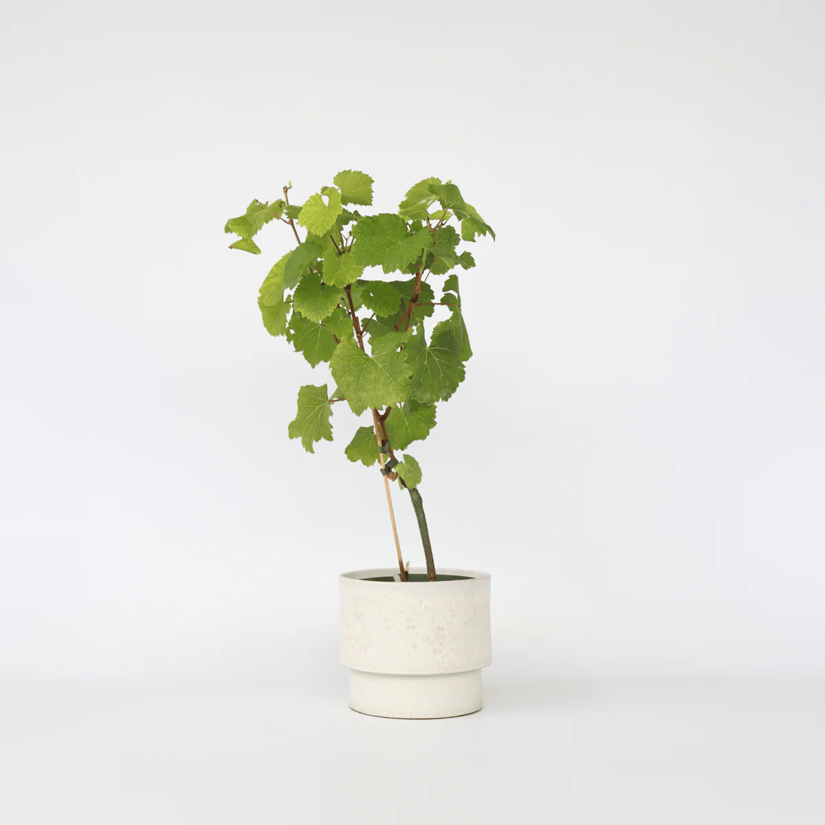 Long Grapes Angoor Layering/Grafted Fruit Plant