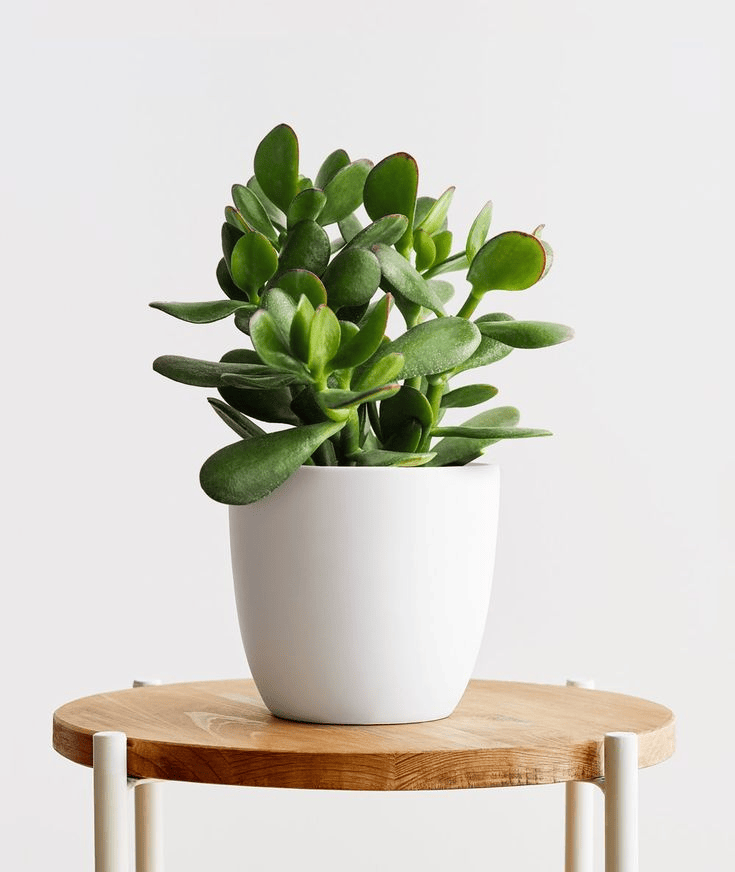 Lucky Jade Plant For Home & Garden