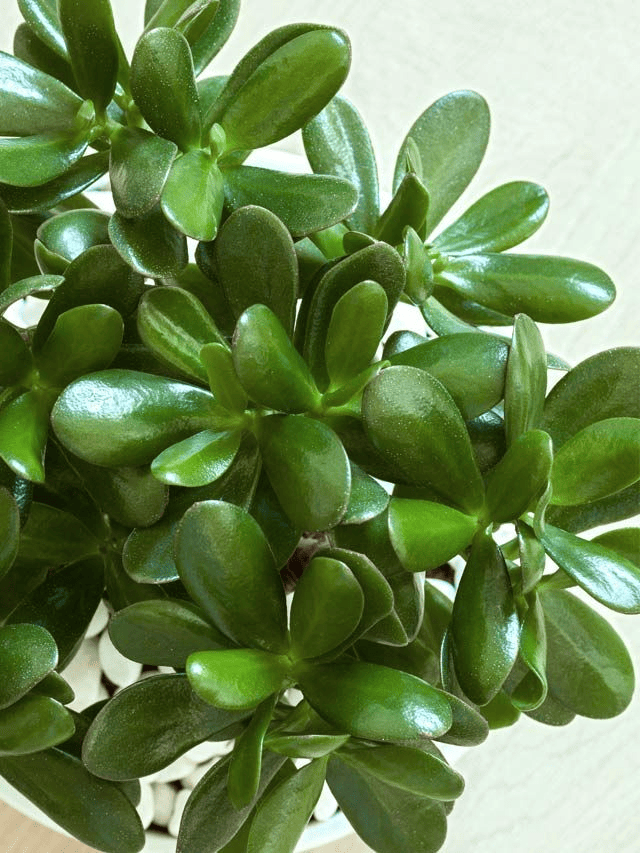 Lucky Jade Plant For Home & Garden