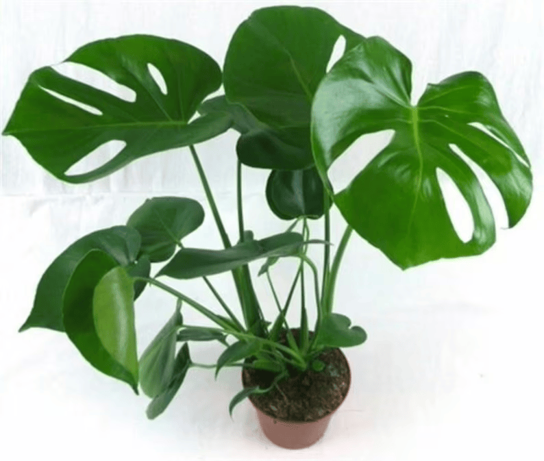 Monstera Deliciosa With Self Watering Pot