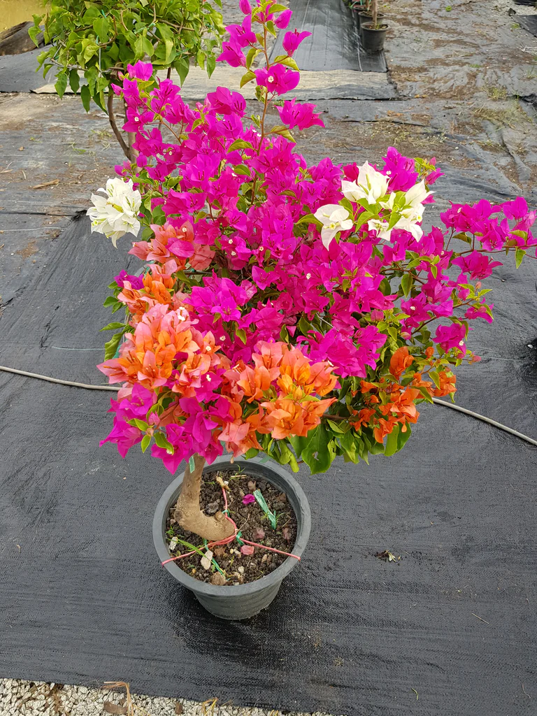 Multicolour Bougainvillea Kagoj Ful Shrubs Flower Plant (1-2 Feet Height)