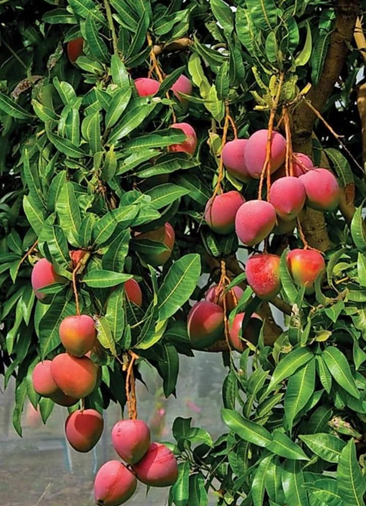 Red Palmer (Grafted) Mango Fruit Live Plant (1.5-3.5 Ft Hight) For Home Gardening (Hybrid, Pack Of 1)