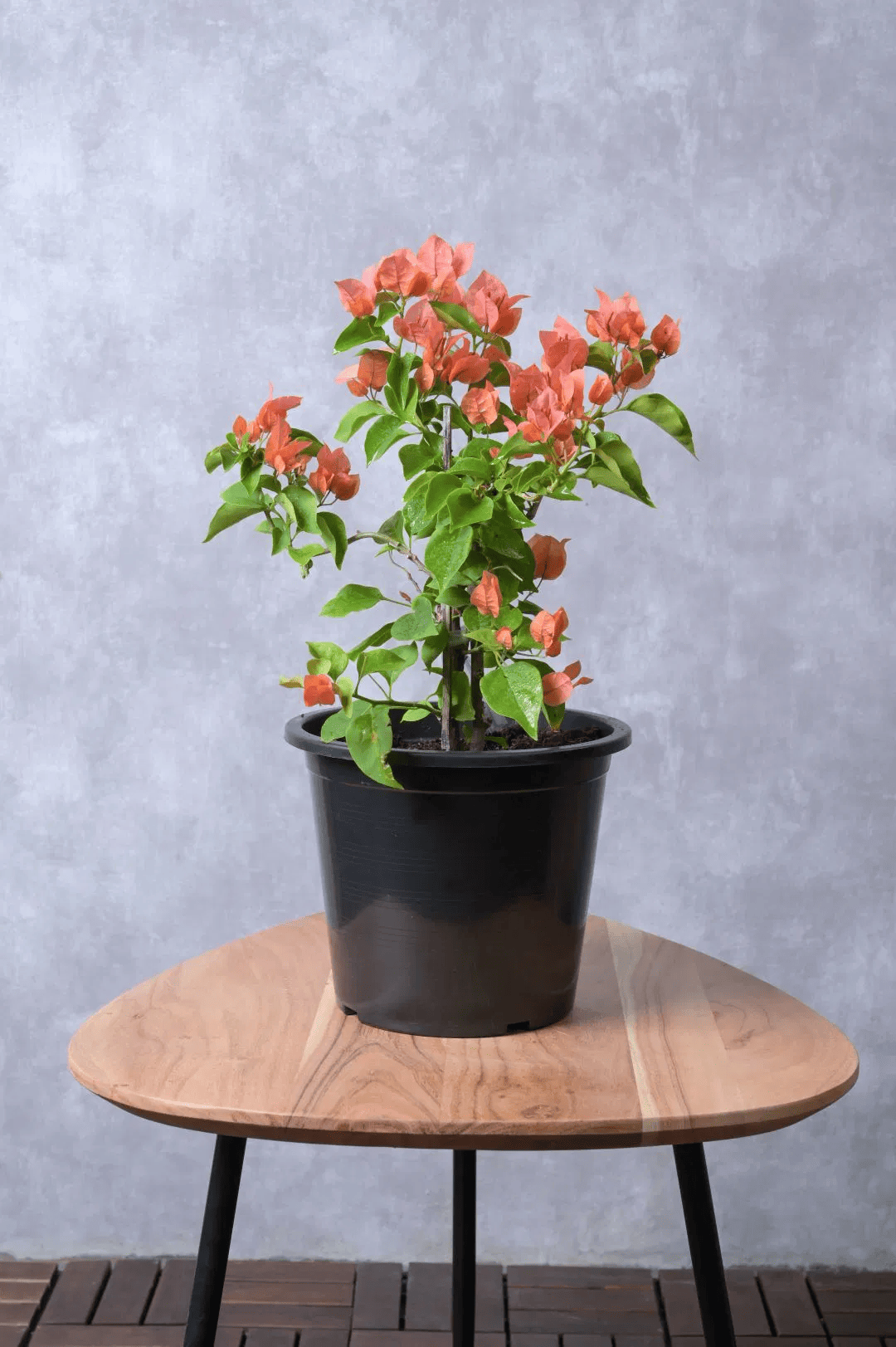 Peach Colour Bougainvillea Kagoj Ful Shrubs Flower Plant (1-2 Feet Height)