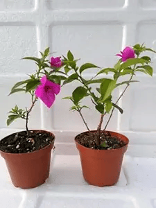 Purple Colour Bougainvillea Kagoj Ful Shrubs Flower Plant (1-2 Feet Height)