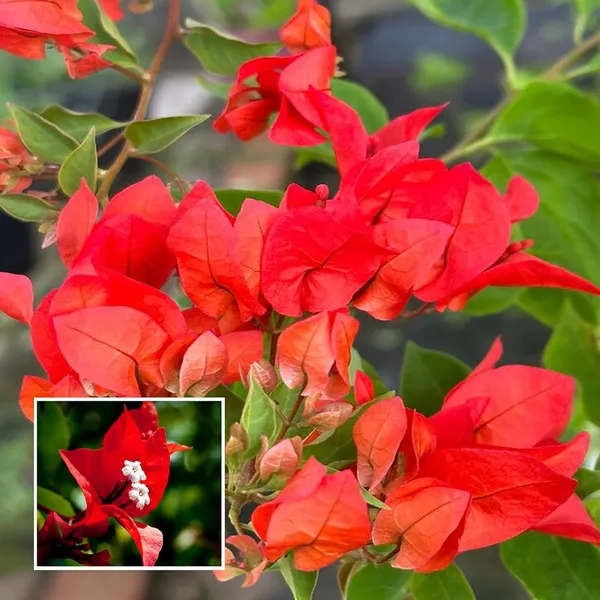 Red Colour Bougainvillea Kagoj Ful Shrubs Flower Plant (1-2 Feet Height)