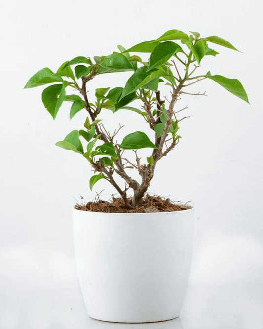 Red Colour Bougainvillea Kagoj Ful Shrubs Flower Plant (1-2 Feet Height)