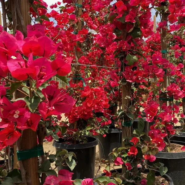 Red Colour Bougainvillea Kagoj Ful Shrubs Flower Plant (1-2 Feet Height)