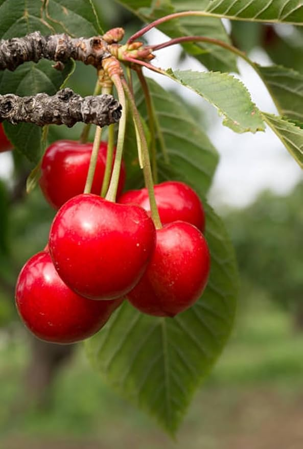 Barbados Apple Cherry Cherries Layering/Grafted Fruit Plant (1-2 Feet Height)