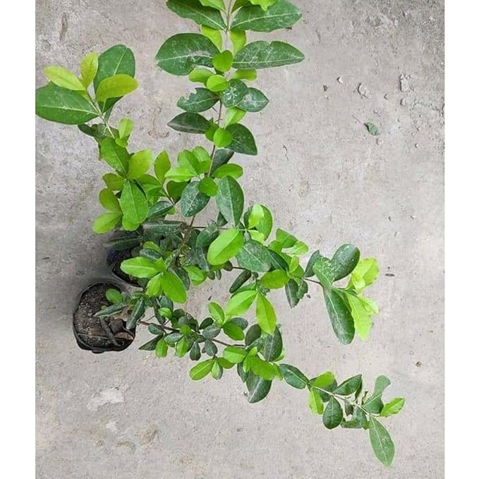 Barbados Apple Cherry Cherries Layering/Grafted Fruit Plant (1-2 Feet Height)