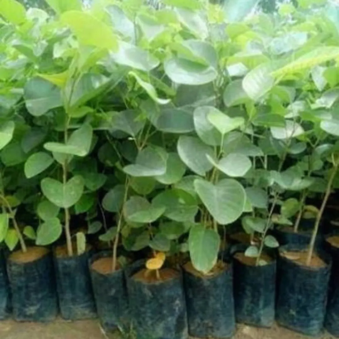 Red Sandalwood Chandan Avenue Plant (1.5-3 Feet Height) ↑