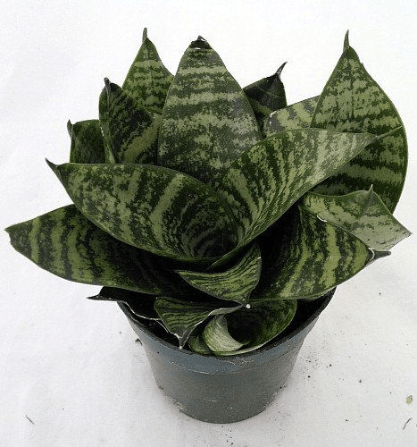 Sansevieria Green Snake Air Purifier Plant