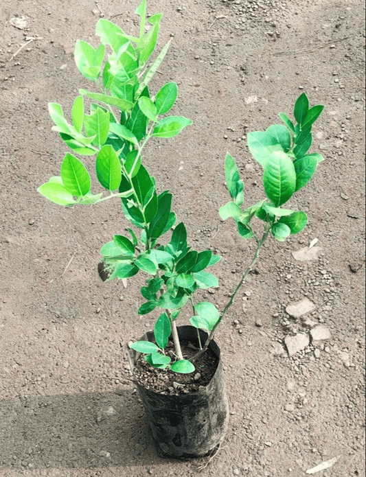 Nagpur Mandarin All Time Orange Santra Grafted Fruit Plant (1.5-2 Feet Height)