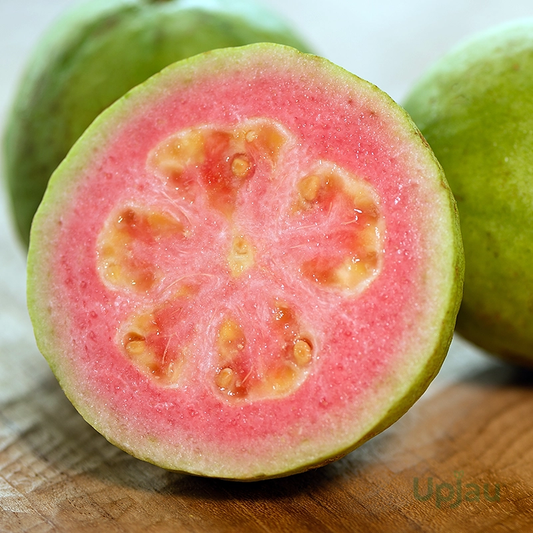 Thai 7 Guava Amrood Layering/Grafted Fruit Plant (1.5-3 Feet Height)