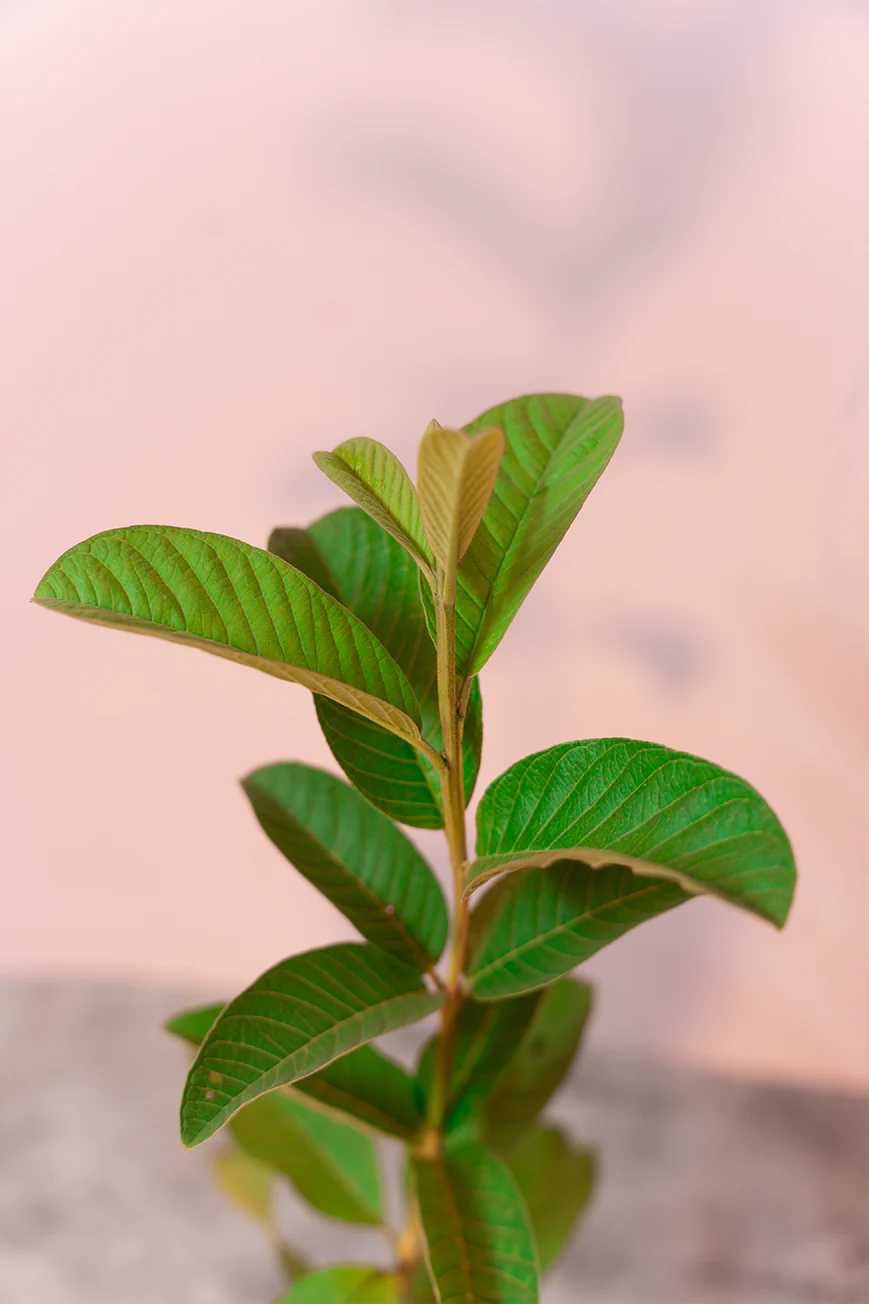 Thai 7 Guava Amrood Layering/Grafted Fruit Plant (1.5-3 Feet Height)