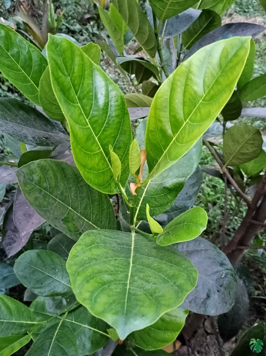 Thai All-Time Jackfruit Dwarf Variety (Grafted Plant)