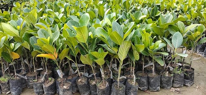 Expensive Red Jackfruit Plant & Tree For Garden (1.5-3.5 Ft Height) Pack Of 1