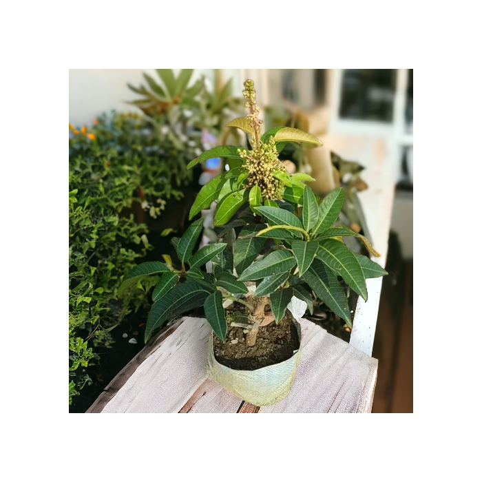 All Time Mango Plant (Grafted) Live Plant || Baramasi Mango Plant (Grafted) Plant || Alive All Time Mango Plant || Thai Alltime Mango Plant (Hybrid, Pack Of 1)