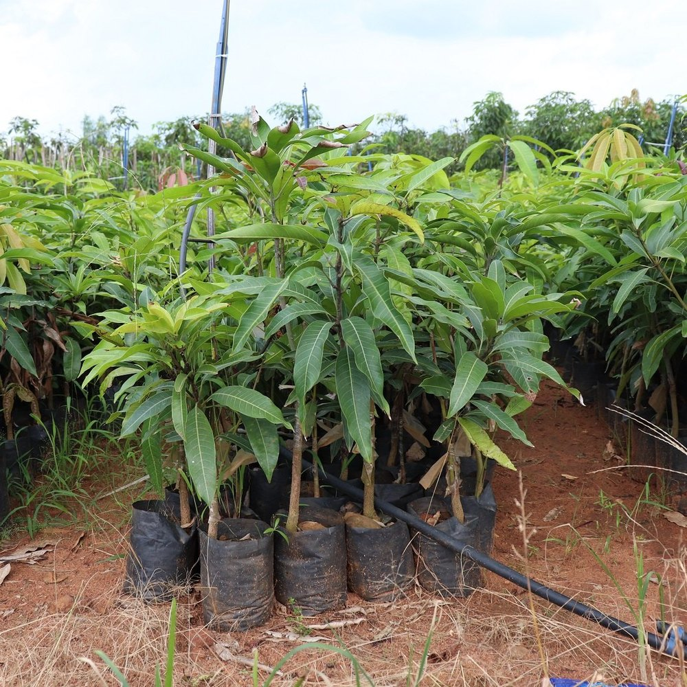 All Time Mango Plant (Grafted) Live Plant || Baramasi Mango Plant (Grafted) Plant || Alive All Time Mango Plant || Thai Alltime Mango Plant (Hybrid, Pack Of 1)